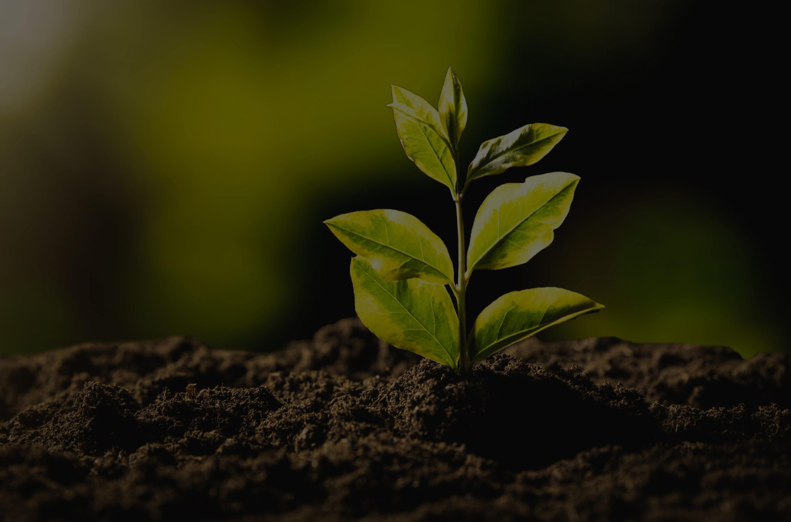 Sustainability Tips & Insights